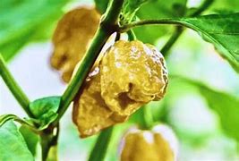 Pepper X chilli seeds