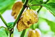 Pepper X chilli seeds