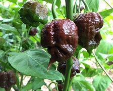 Carolina Reaper