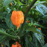 Load image into Gallery viewer, Carolina Reaper